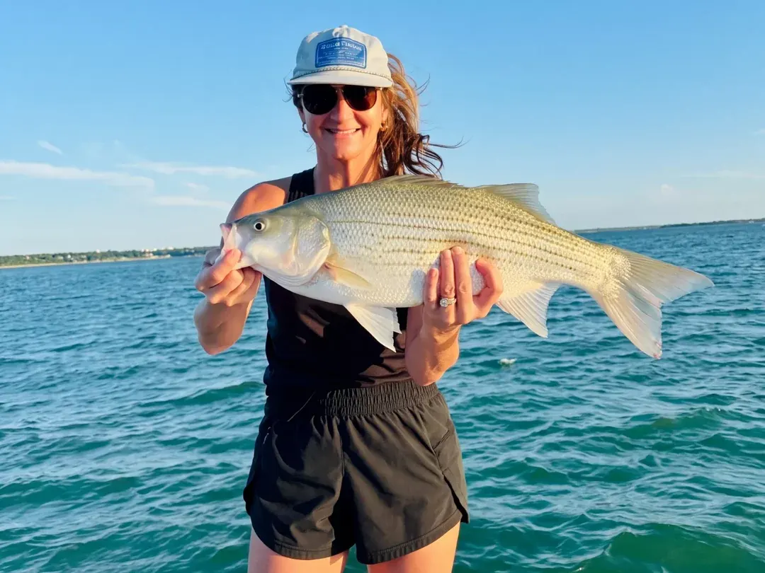 Angler holding a hybrid striper on the water at Lake Bridgeport