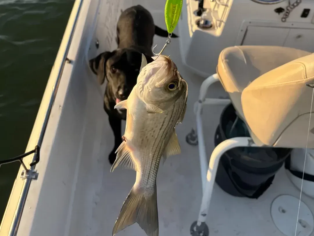 Hybrid striper on the line beside the boat on Lake Bridgeport