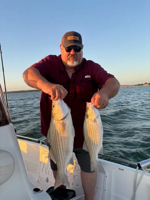 Angler holding two hybrid stripers on the boat at Lake Bridgeport