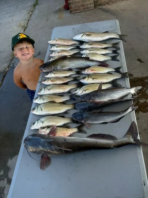 Sand bass, hybrid stripers and a catfish on the cleaning table at Lake Bridgeport